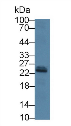 8290