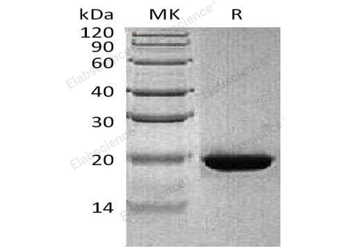Валидация Elabscience PKSH031655(2307)