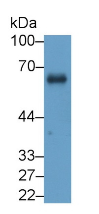 39383
