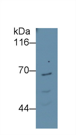 41058
