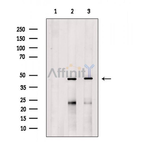Валидация Affinity DF5174 - 17148