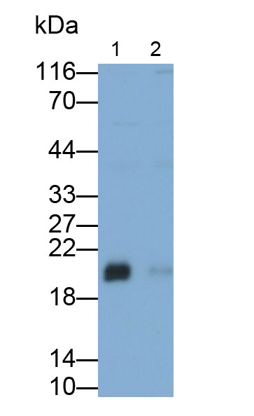30993
