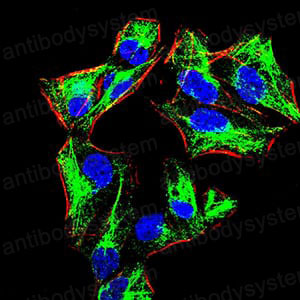 Валидация IF - AntibodySystem RHB26901