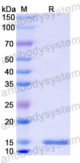 Валидация SDS-PAGE - AntibodySystem RXX13703