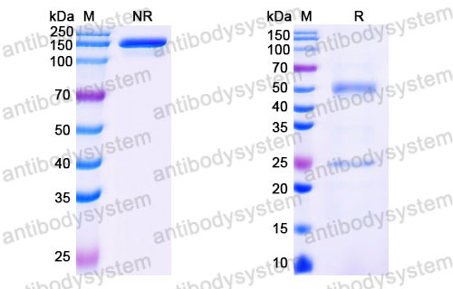 Валидация SDS-PAGE - AntibodySystem FMB96910