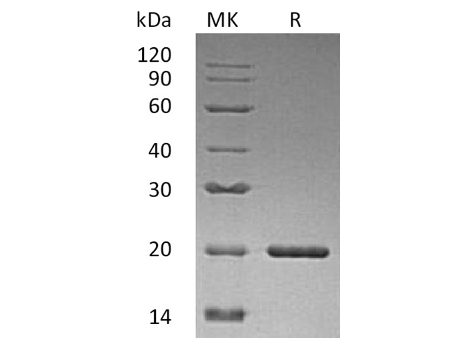 Валидация Elabscience PKSH033519(3821)