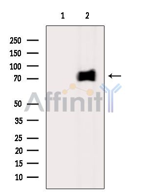 Валидация Affinity DF15226 - 11498