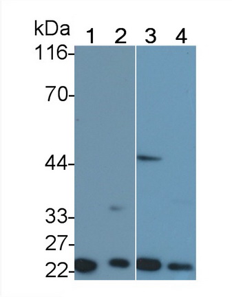 4924