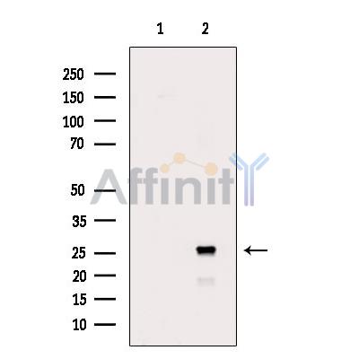 Валидация Affinity DF7676 - 19446