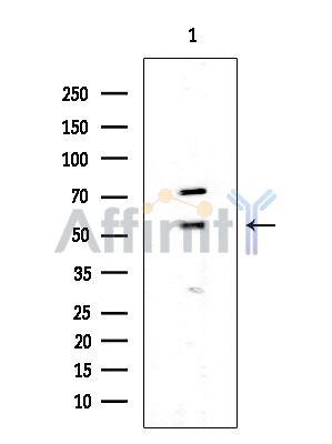 Валидация Affinity DF2309 - 12873