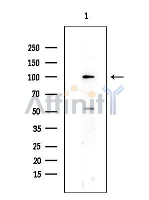 Валидация Affinity DF15056 - 11281