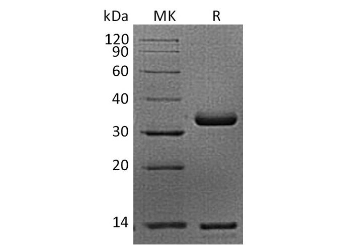 Валидация Elabscience PKSQ050037(5408)