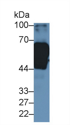 13078