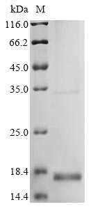 SDS-PAGE
