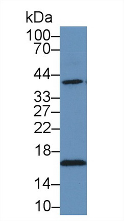 14706