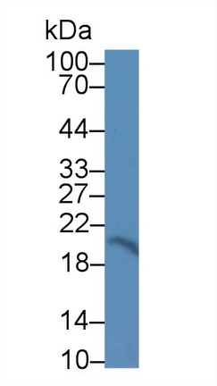 14037