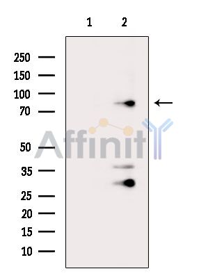 Валидация Affinity DF16023 - 12566