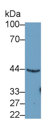 21393