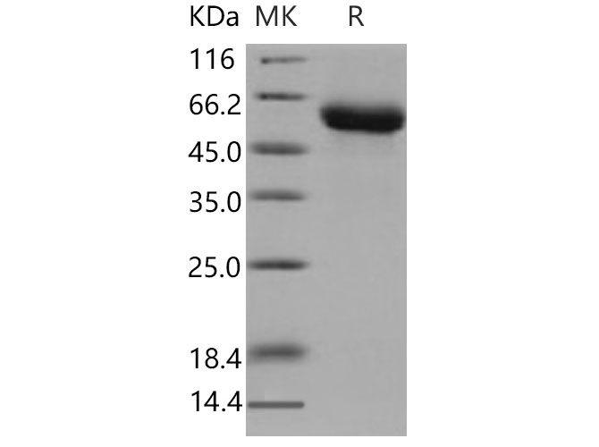 Валидация Elabscience PKSM040827(4791)