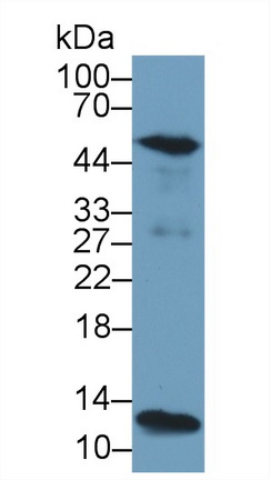 13451