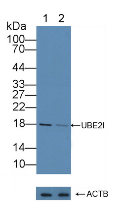 12298