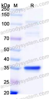 EHG17902, SDS-PAGE