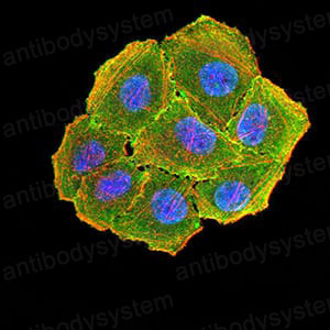 Валидация IF - AntibodySystem RHD62202