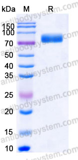 EHA30901, SDS-PAGE
