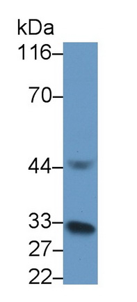 39504