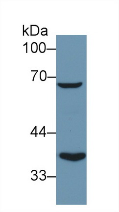 13126