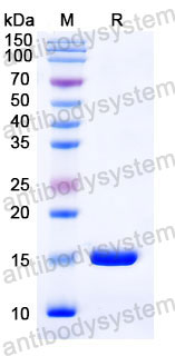 Валидация SDS-PAGE - AntibodySystem RHC97901