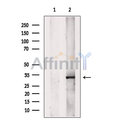 Валидация Affinity DF13529 - 8943