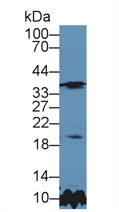 9106
