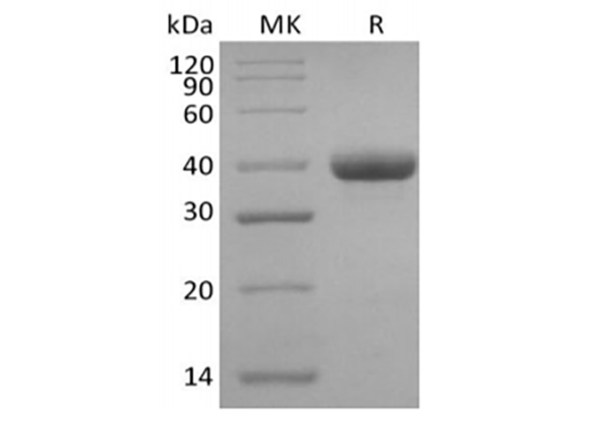 Валидация Elabscience PKSH033894(4126)