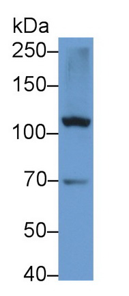 11119