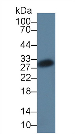12662