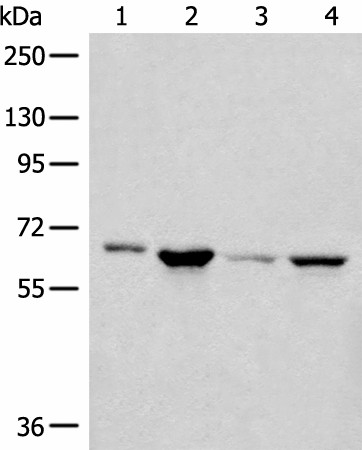 Валидация Elabscience E-AB-18597