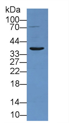 12028