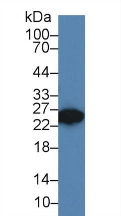 9528