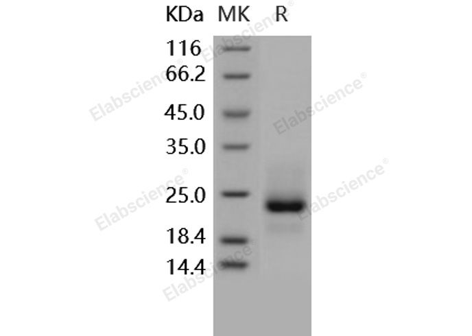 Валидация Elabscience PKSH031625(2286)