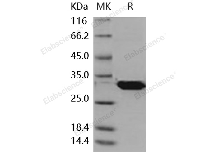 Валидация Elabscience PKSM040884(4836)