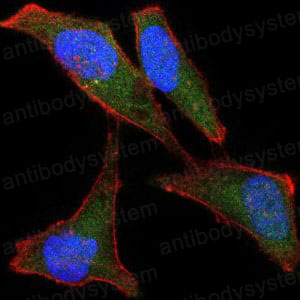 Валидация IF - AntibodySystem RHN92801