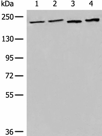 Валидация Elabscience E-AB-19795