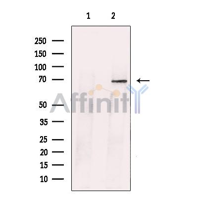 Валидация Affinity DF13298 - 8435