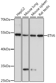 Валидация Elabscience E-AB-93139