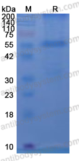 YVV09702, SDS-PAGE