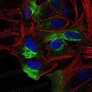 Валидация IF - AntibodySystem RHE21501