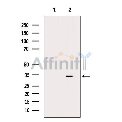 Валидация Affinity DF6979 - 18608