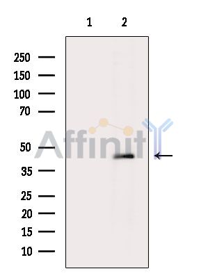 Валидация Affinity DF15218 - 11490