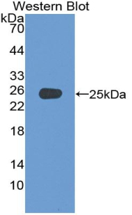 55123